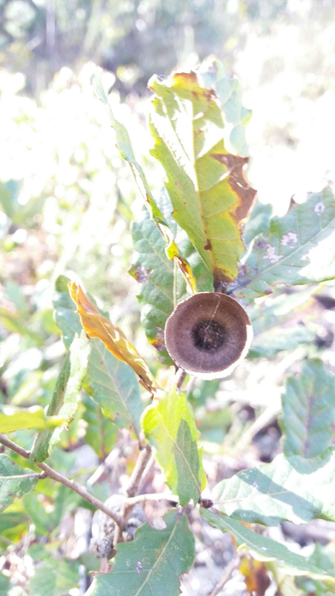 Imagem de Quercus lusitanica Lam.