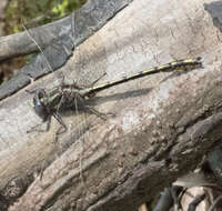 Image of Phanogomphus oklahomensis (Pritchard 1935)