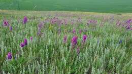 Image of Oxytropis knjazevii