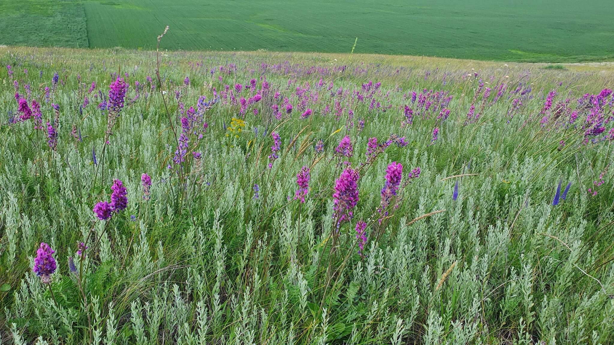 Image de Oxytropis knjazevii