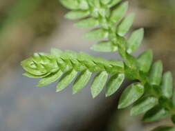 Image of Selaginella remotifolia Spring