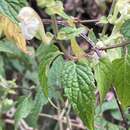 Image of Scutellaria scandens D. Don