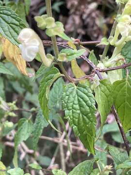 Sivun Scutellaria scandens D. Don kuva