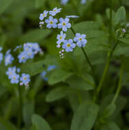 Image of true forget-me-not