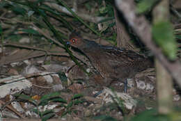 Image of Marbled Wood Quail