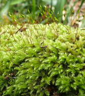 Image of palamocladium moss