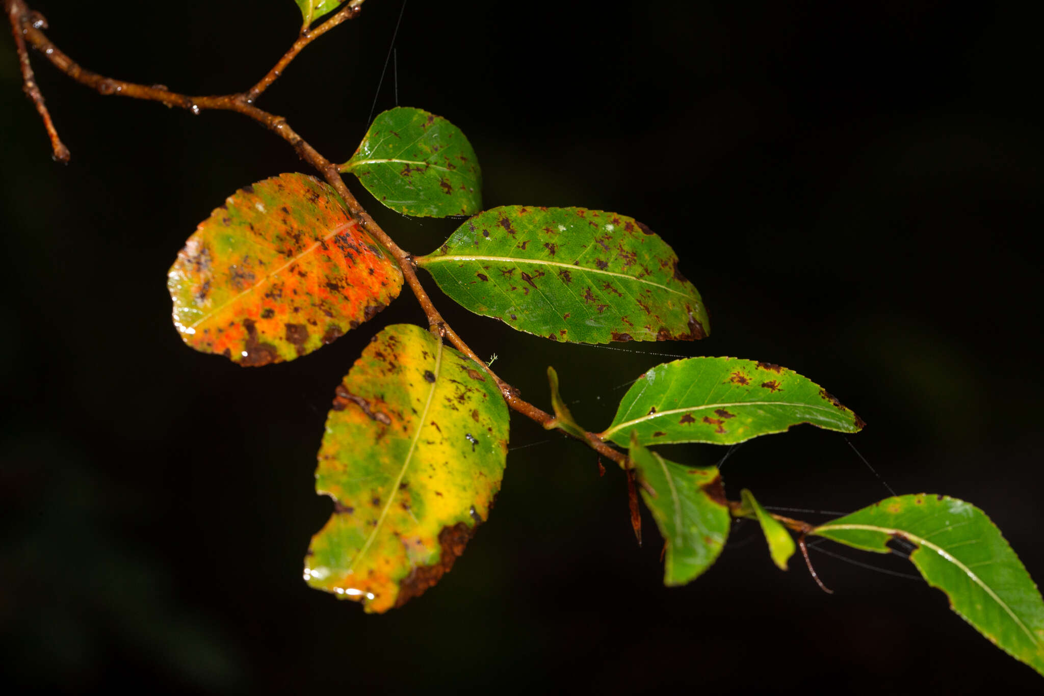 Imagem de Nothofagus moorei (F. Muell.) Krasser