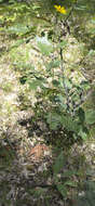 Image of fewleaf sunflower