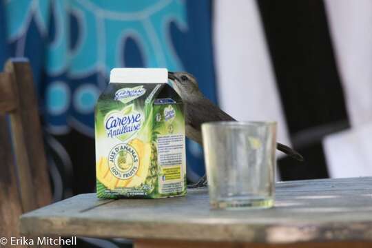 Image of Carib Grackle