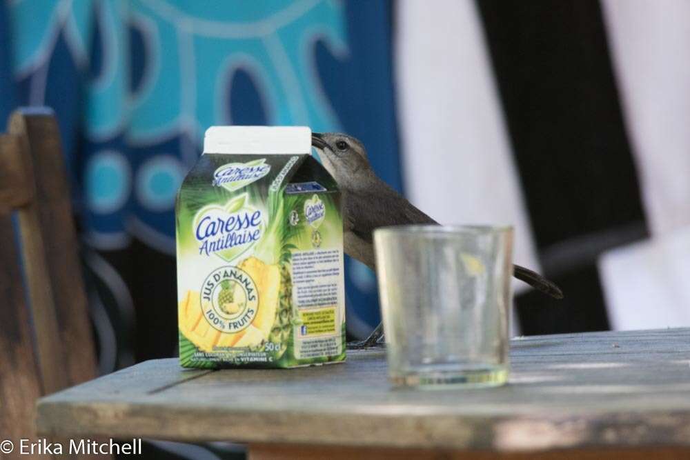 Image of Carib Grackle