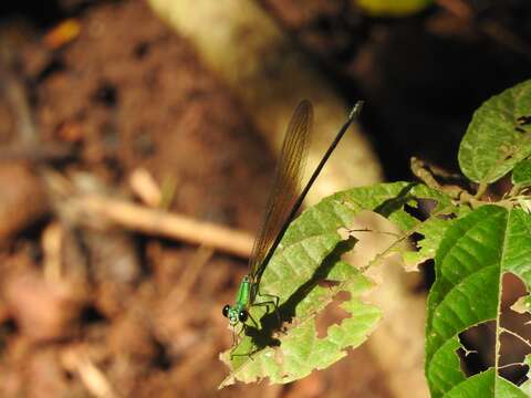 Image of Clear-winged forest glory