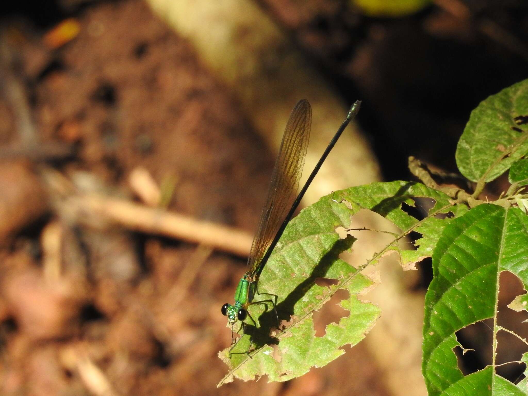 Image of Vestalis gracilis (Rambur 1842)