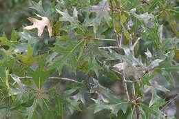 Image of Turkey Oak