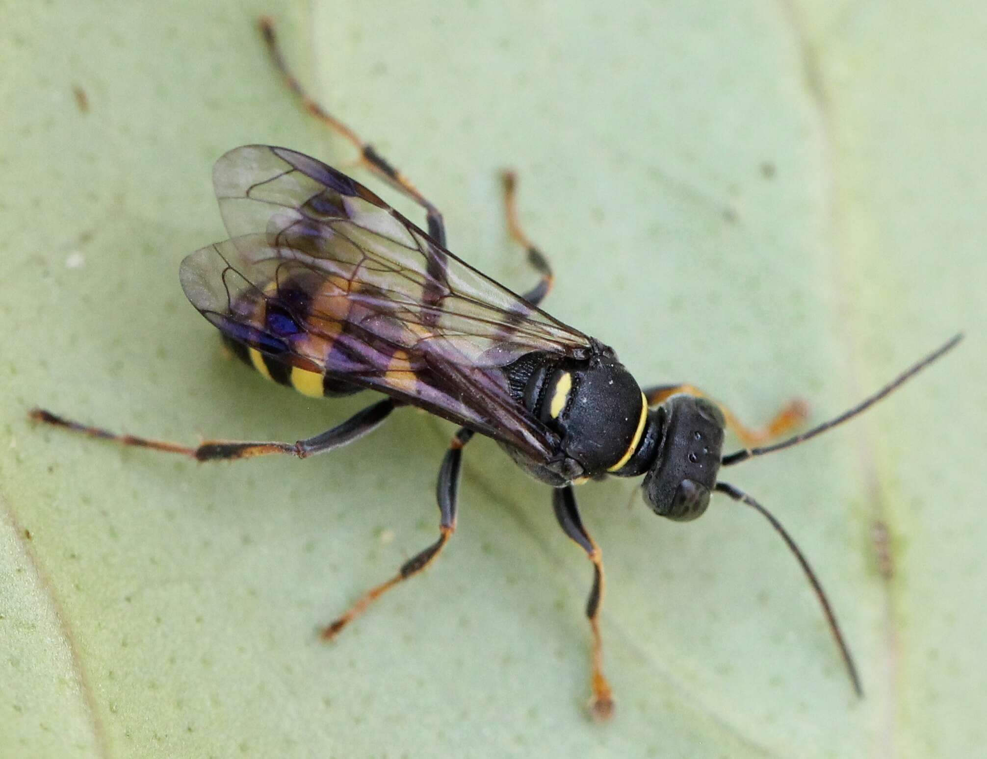 Image of Lestiphorus bicinctus (Rossi 1794)