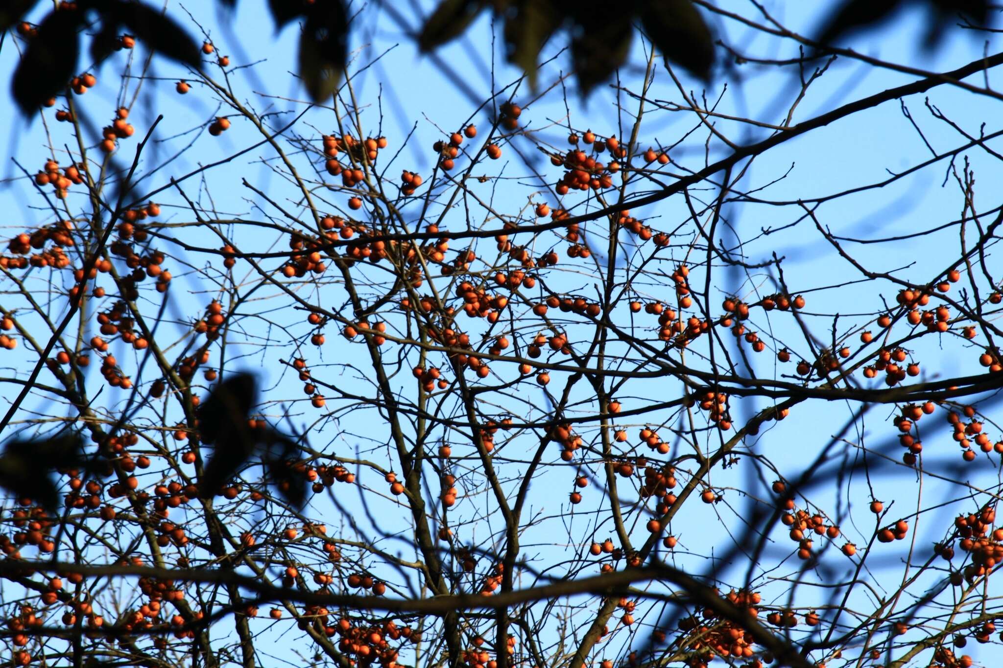 Image of date plum