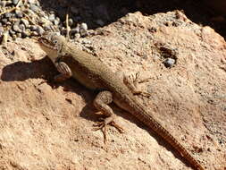 Image of Nelson's Spiny Lizard