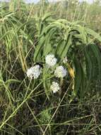 Image de Dalea multiflora (Nutt.) Shinners