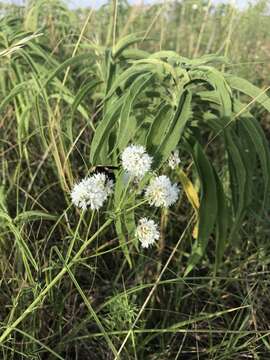 Image of roundhead prairie clover