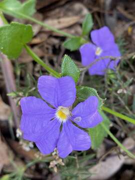 Слика од Scaevola calliptera Benth.