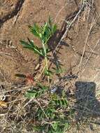 Image of Indigofera spicata var. spicata