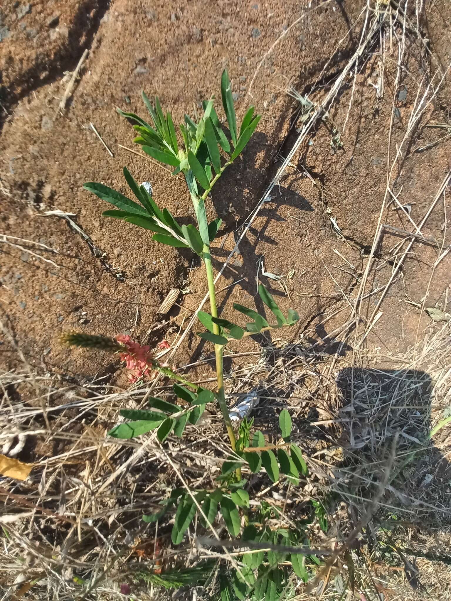 Indigofera spicata var. spicata resmi