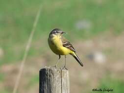 Image of Western Yellow Wagtail