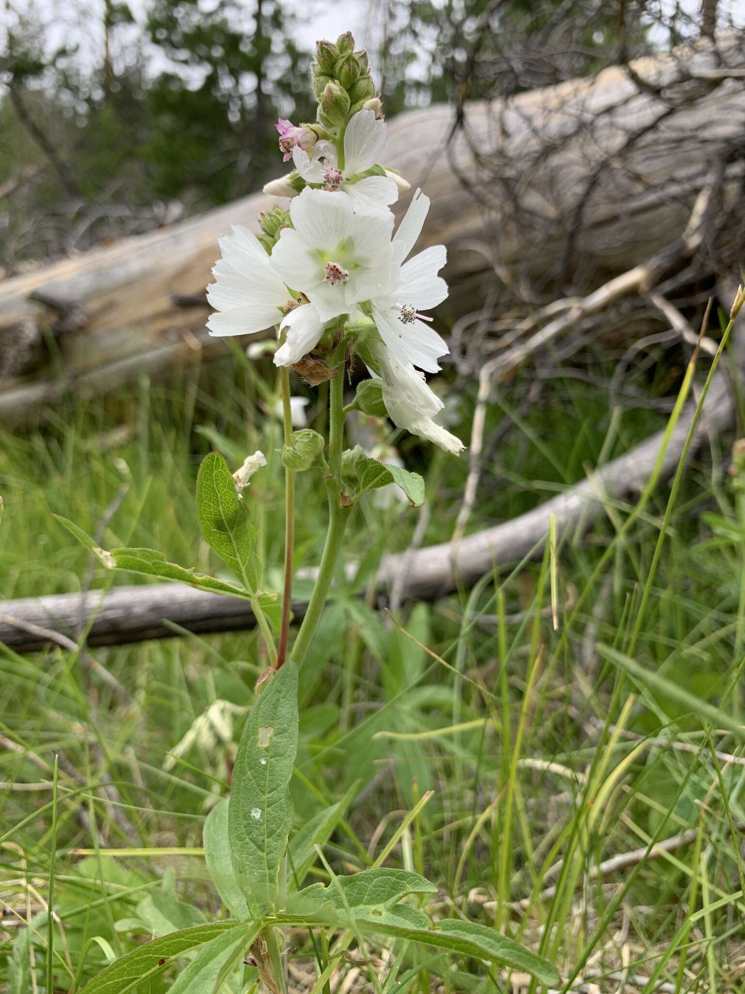 Sivun Sidalcea candida A. Gray kuva