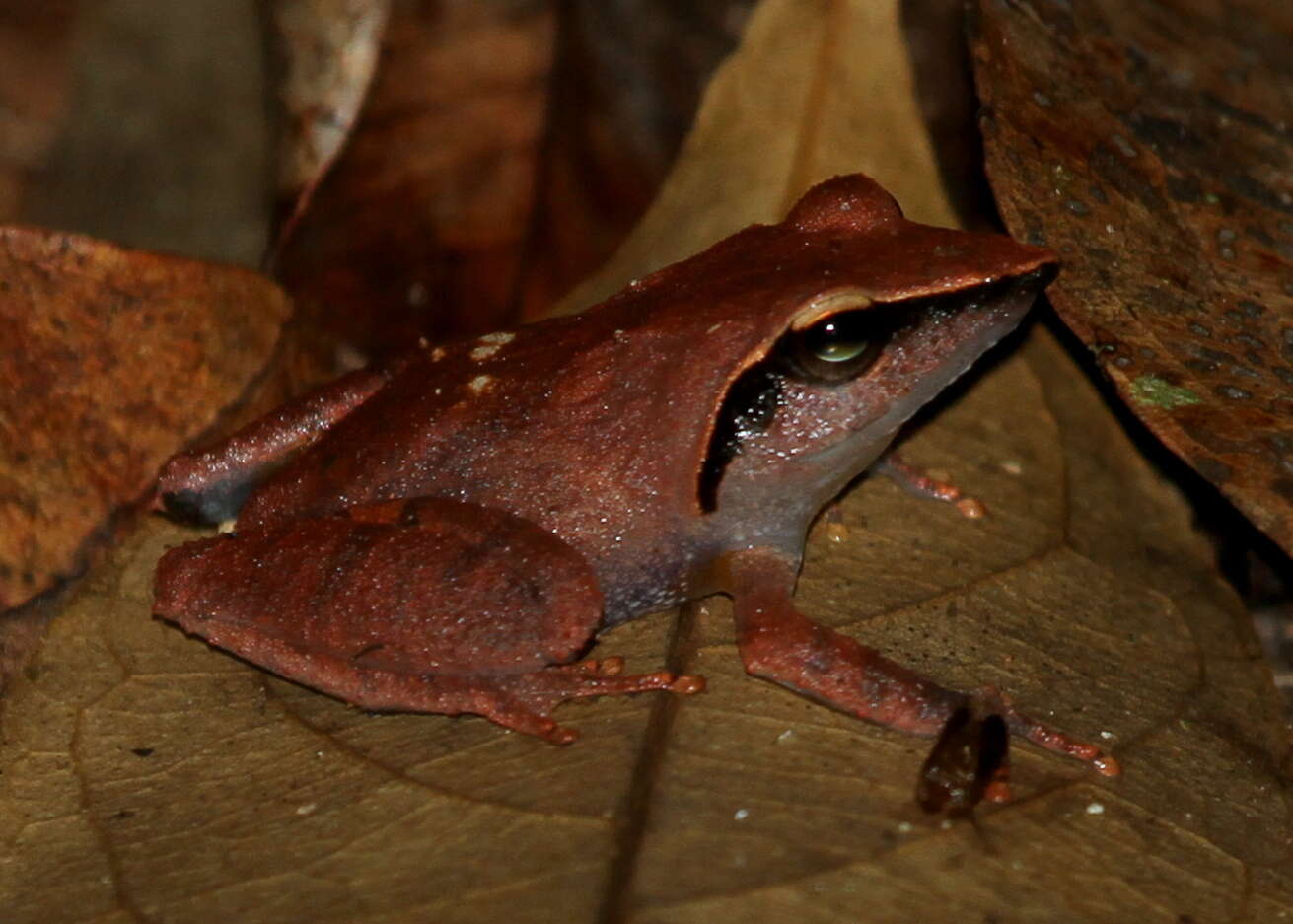 Image de Pseudophilautus cuspis (Manamendra-Arachchi & Pethiyagoda 2005)