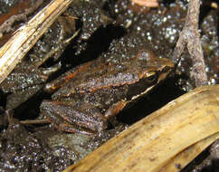 Image of Iberian Frog