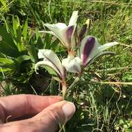 Image of Sparaxis grandiflora subsp. fimbriata (Lam.) Goldblatt