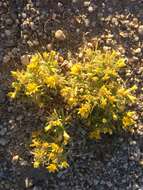 Image of manybristle chinchweed