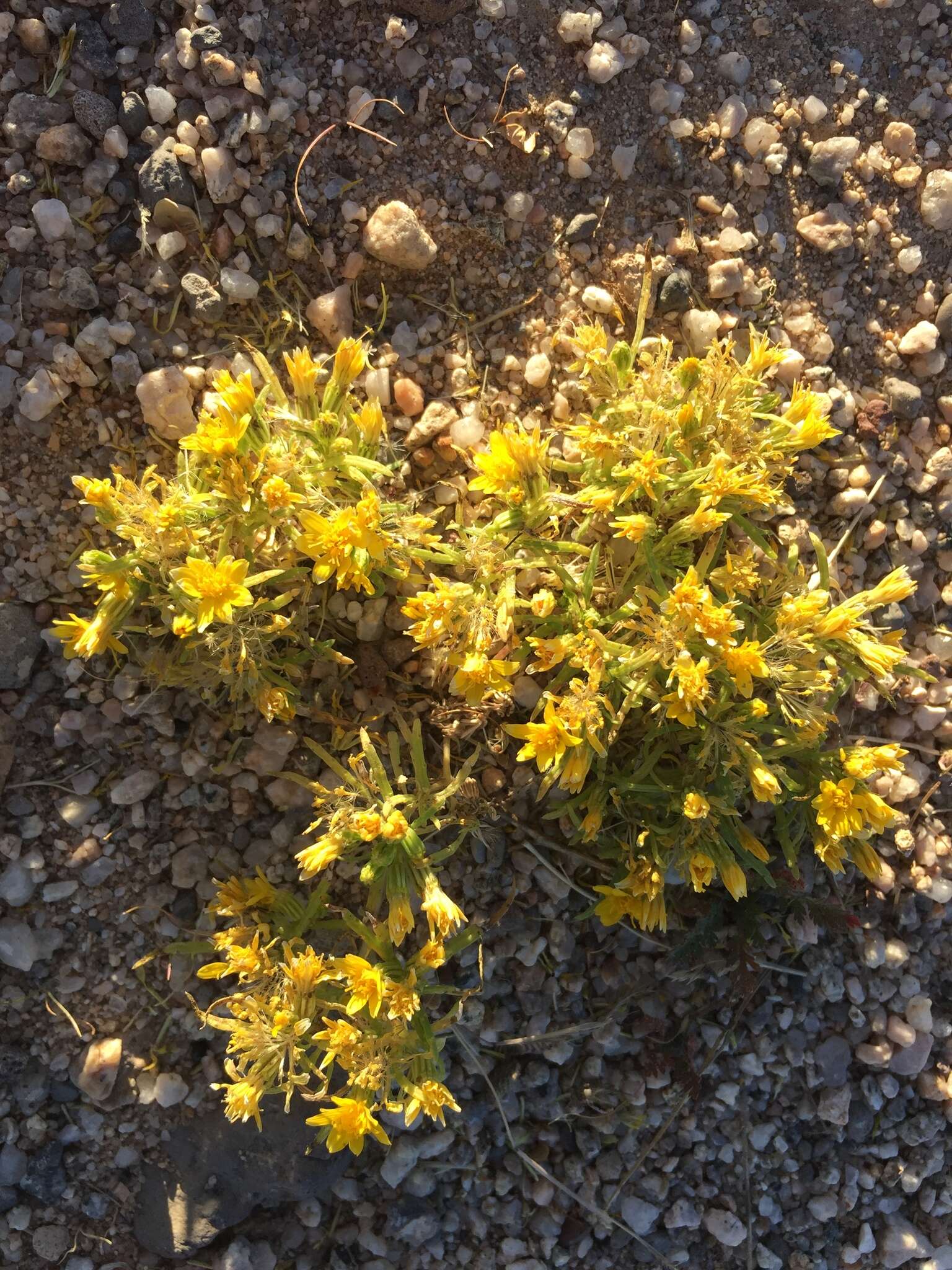 Image of manybristle chinchweed