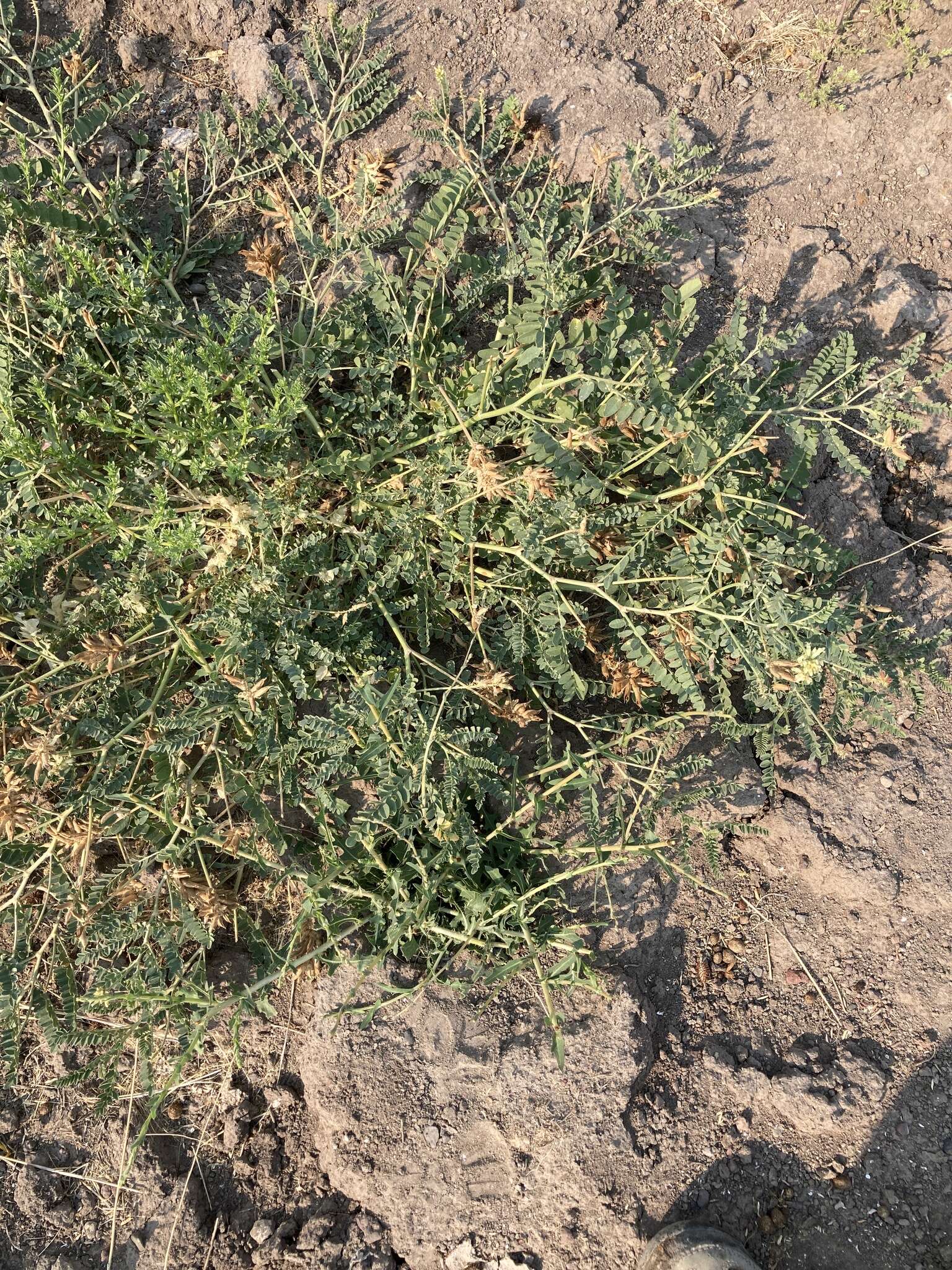 Astragalus canadensis var. brevidens (Gandog.) Barneby的圖片