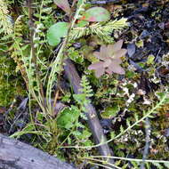 Pedicularis labradorica var. labradorica resmi