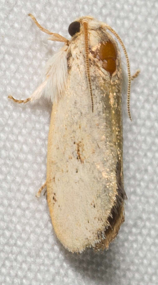 Слика од Acrolophus mycetophagus Davis 1990