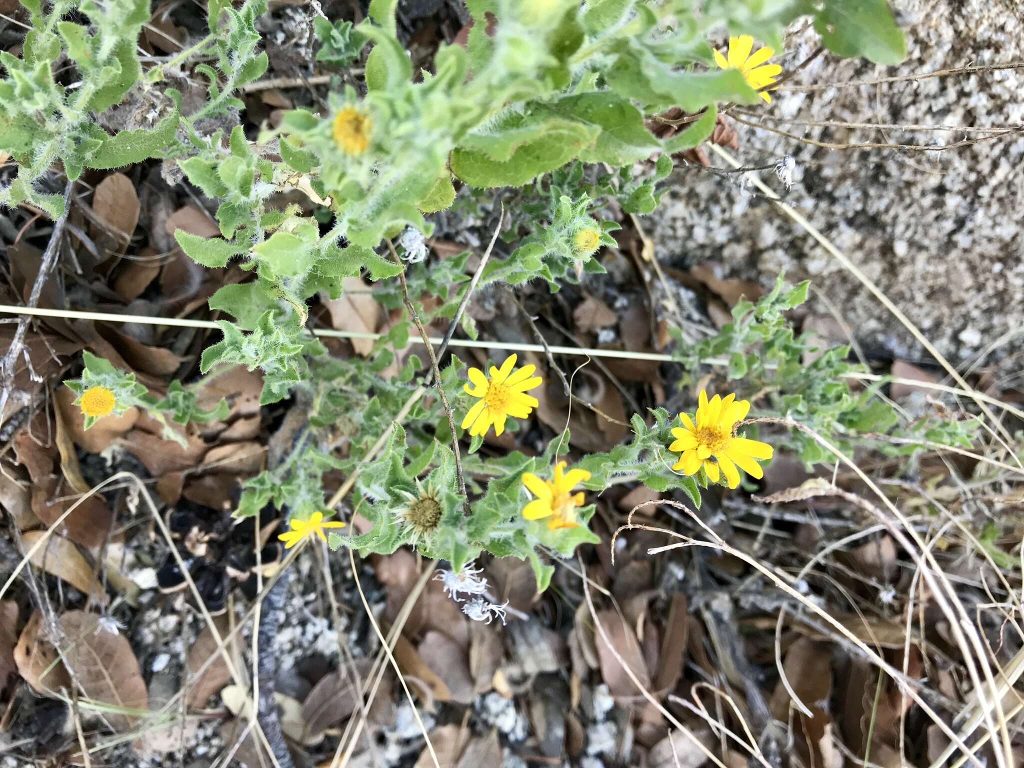 Image of rockyscree false goldenaster