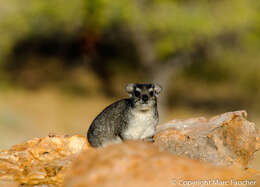 Image of Bush Hyrax