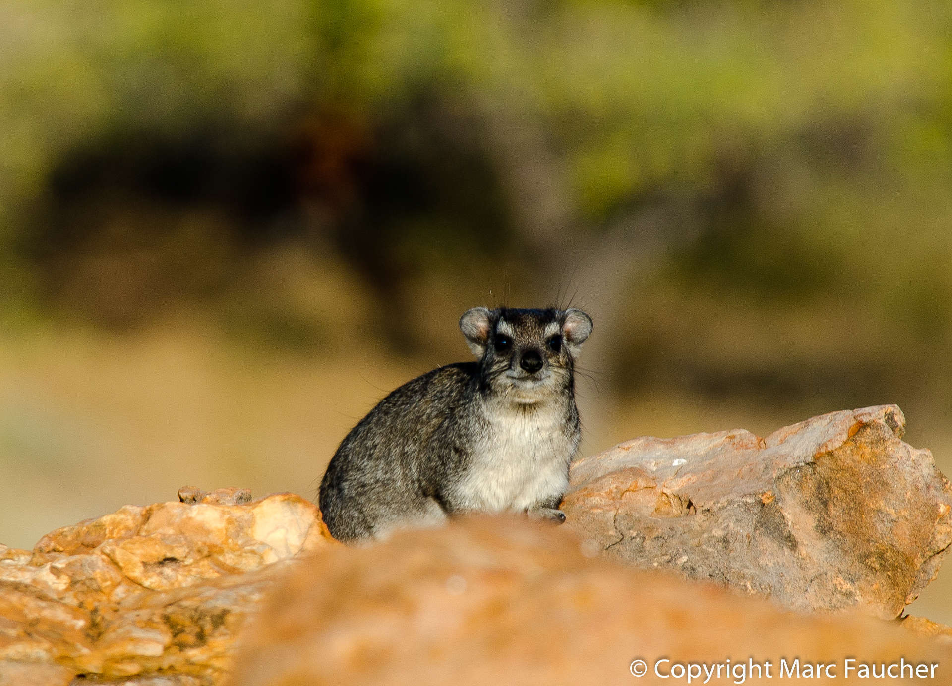 Image of Bush Hyrax