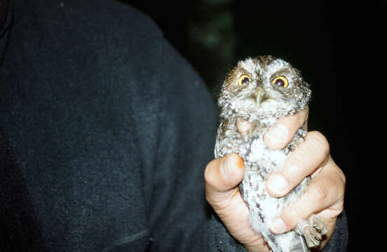 Image of Bearded Screech Owl