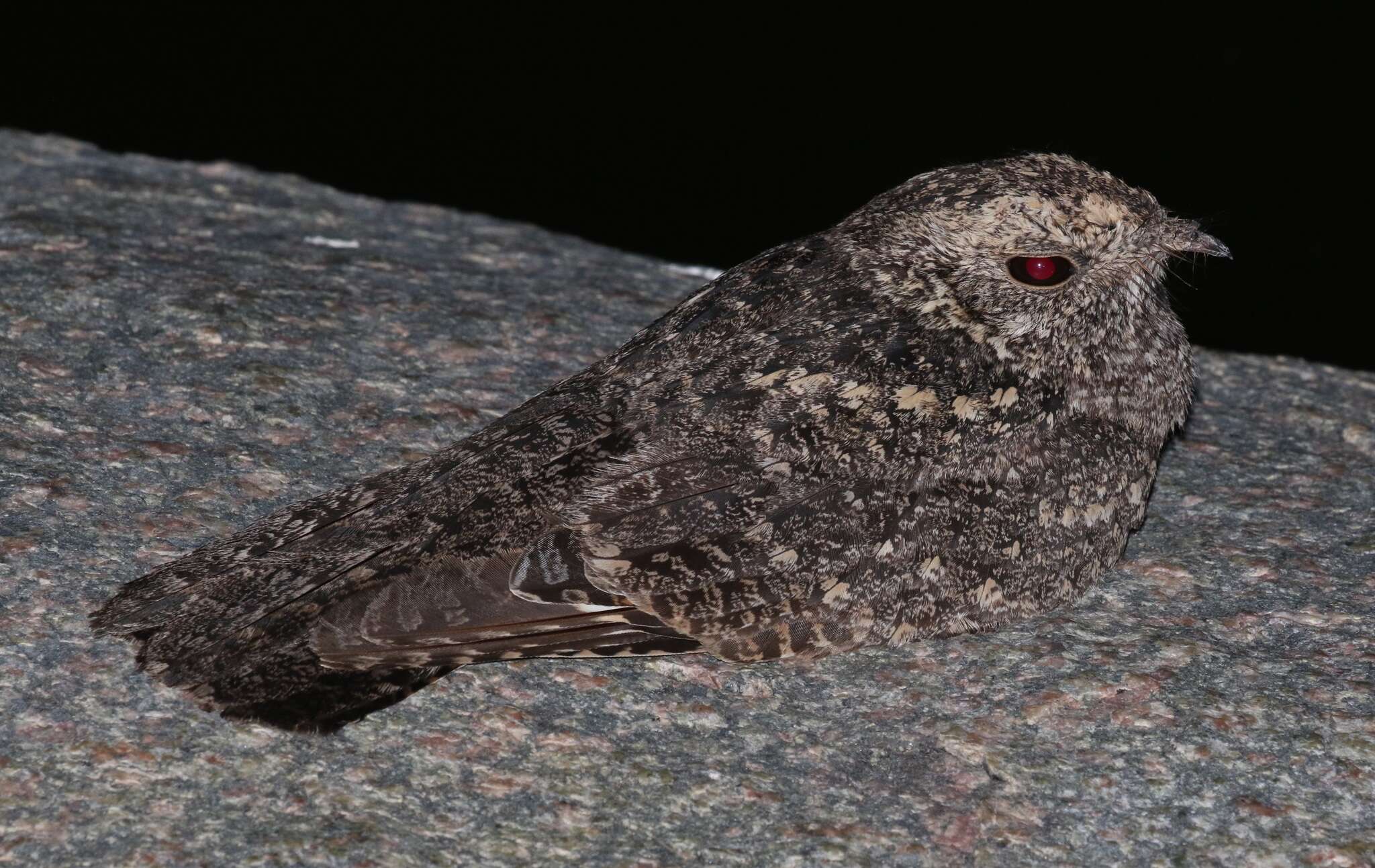 Image of Freckled Nightjar