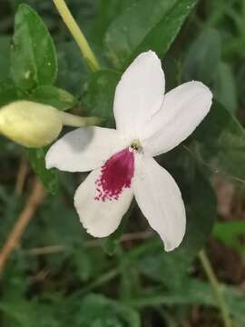 Image of Pseuderanthemum bicolor (Sims) Radlk.