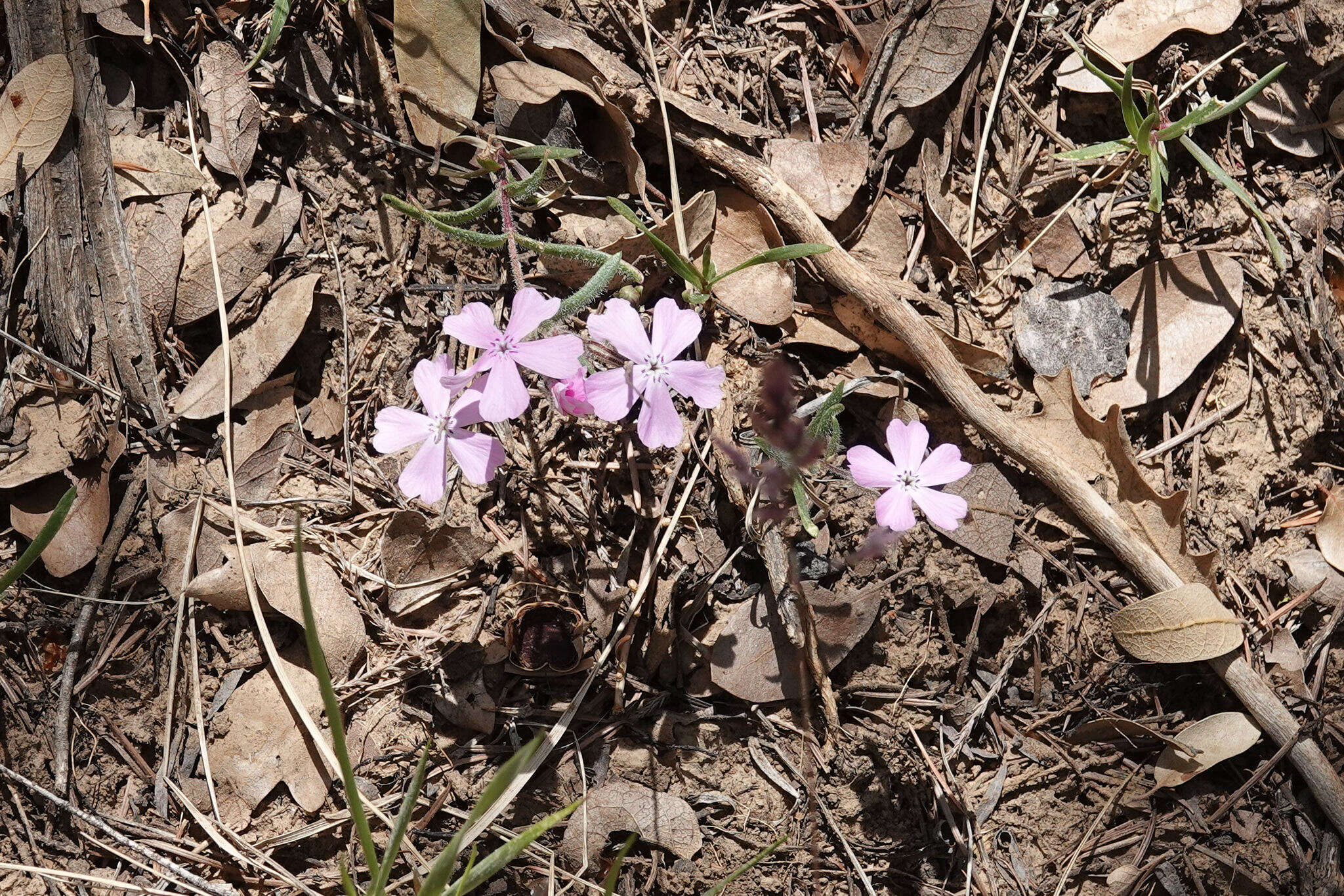 Image of Woodhouse's phlox