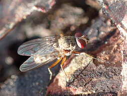 Image of Eutrichota affinis (Stein 1898)