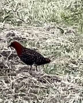 Image of Buff-spotted Flufftail