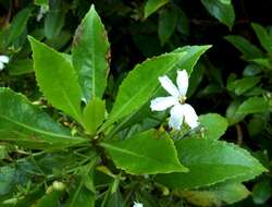 Imagem de Scaevola chamissoniana Gaud.