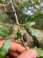 Image of hybrid oak