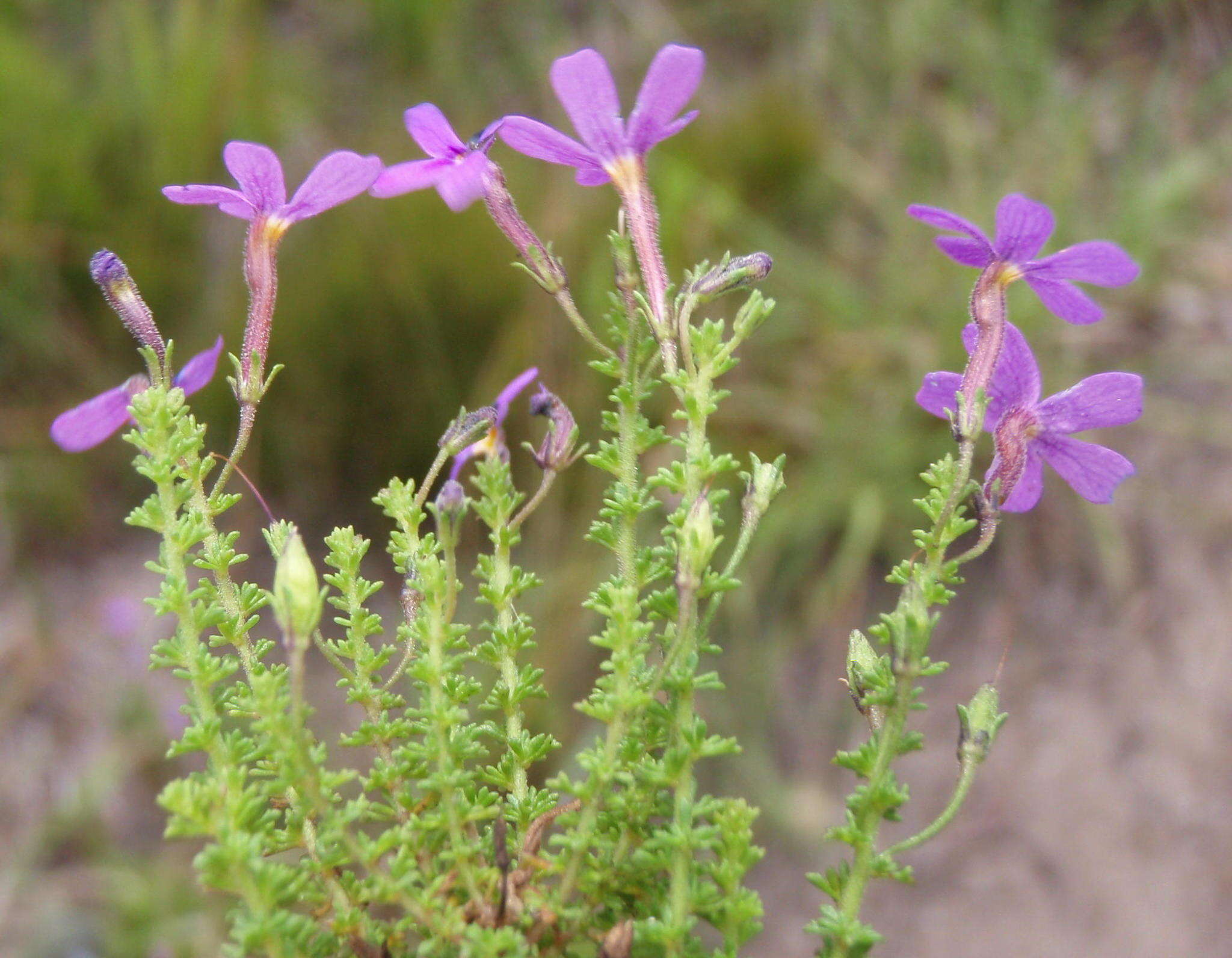 Image de Jamesbrittenia microphylla (L. fil.) O. M. Hilliard