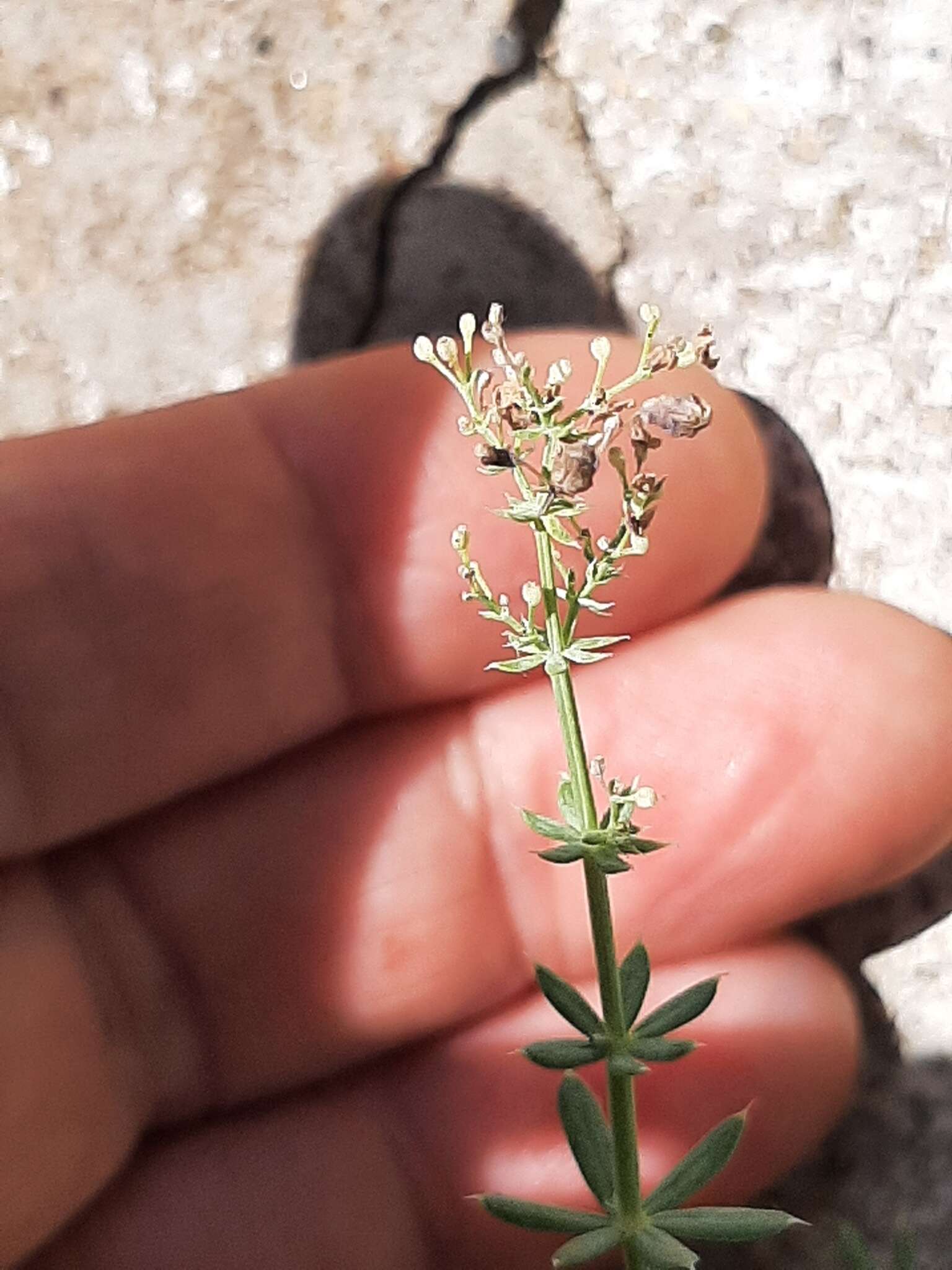 Plancia ëd Galium caprarium Natali