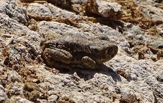 Image of Berber Toad