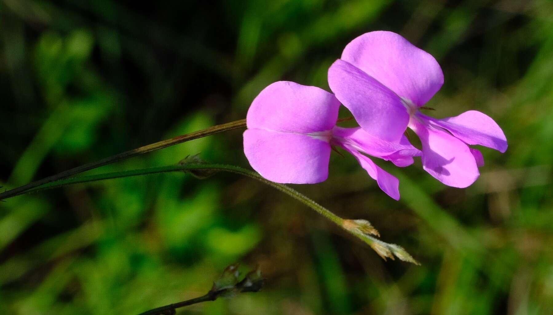 Image of Tephrosia longipes Meissner